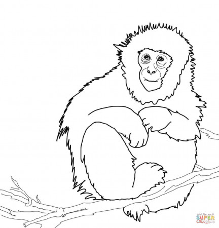 Japanese Macaque or Snow Monkey coloring page | Free Printable ...