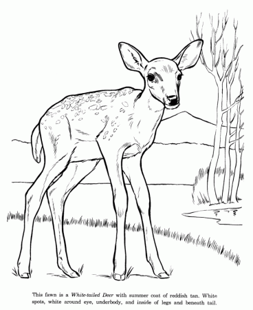 Animal Drawings Coloring Pages | White Tail Deer animal ...