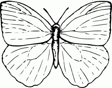 butterfly color sheet | Coloring Picture HD For Kids | Fransus 