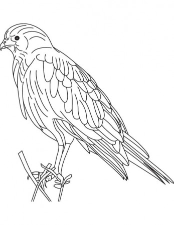 Cooper Color Colouring Pages