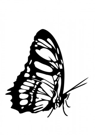 BUTTERFLY coloring pages - Orange Butterfly