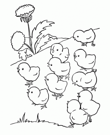 Farm Animal Coloring Pages | Baby Chicks Coloring Page and Kids ...