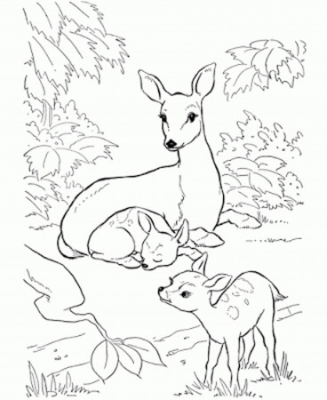 deer coloring pages for kids - Printable Kids Colouring Pages