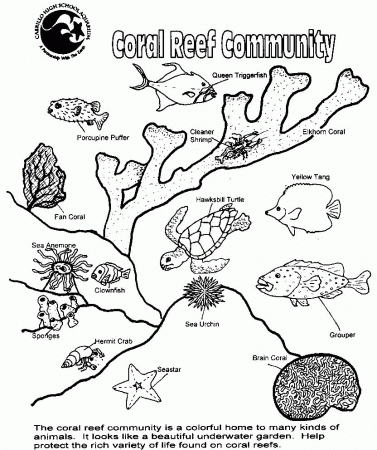Food Web Coloring Pages - Coloring