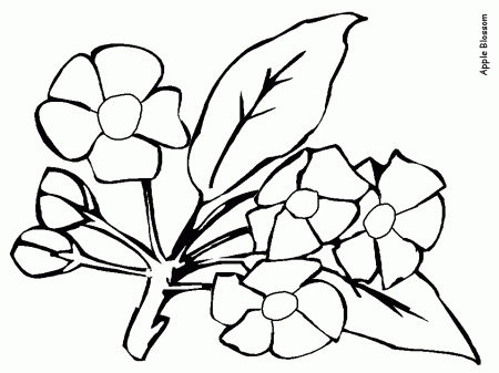 Apple Blossom Coloring Pages | Flowers Coloring Sheets for Kids