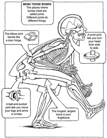 Bone Joints, Bones Coloring, Bones Free, Bone Names, Facts Humanbody, Anatomy And Physiology Bones, Bones Facts - Amsti human body