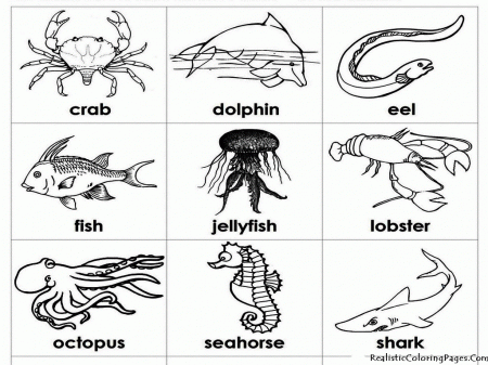 Coloring Pages Of Sea Animals Printable - Coloring
