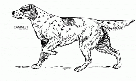 Great Dane Coloring Pages - Coloring Page