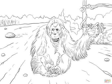 Sumatran Orangutan coloring page | Free Printable Coloring Pages