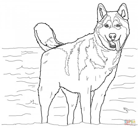 Siberian Husky coloring page | Free Printable Coloring Pages