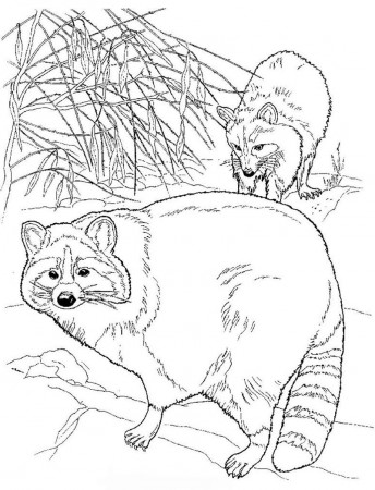 Raccoon Color Page