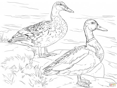 Ducks coloring pages | Free Coloring Pages