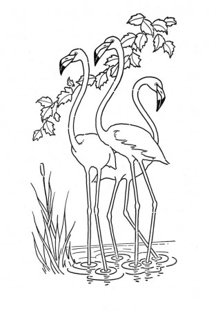 Kids Printable - Flamingo - Coloring Page