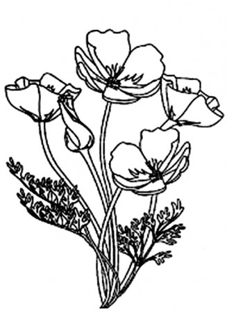 Picture of Blooming California Poppy Coloring Page: Picture of ...