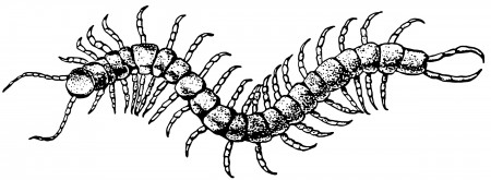 Millipedes and Centipedes | UGA Cooperative Extension