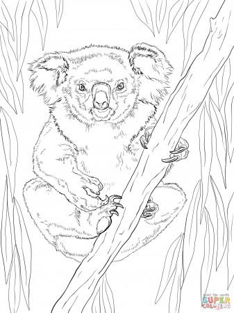 Friendly Female Koala coloring page | Free Printable Coloring Pages