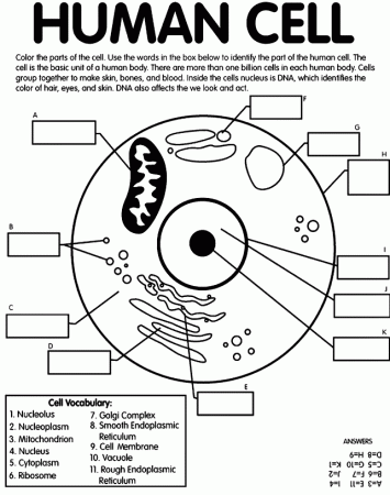 Human cell coloring and labeling page
