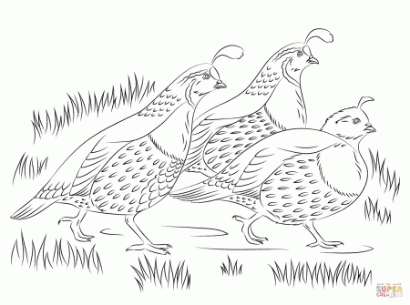 California Quails coloring page | Free Printable Coloring Pages