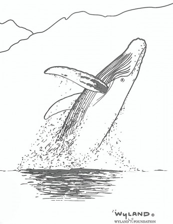 Breaching Humpback Whale Color Page – Why do they breach? – FREE Download!  – Wyland Foundation