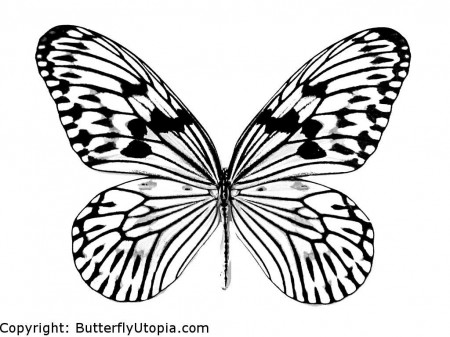 Coloring Pages Butterfly (19 Pictures) - Colorine.net | 22146
