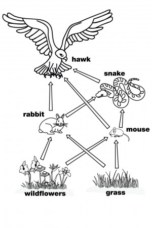 Food Web Diagram: Complex Food Web, Energy Flow through a Frog ...