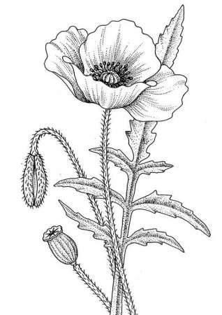 California Poppy Picture Coloring Page | Kids Play Color