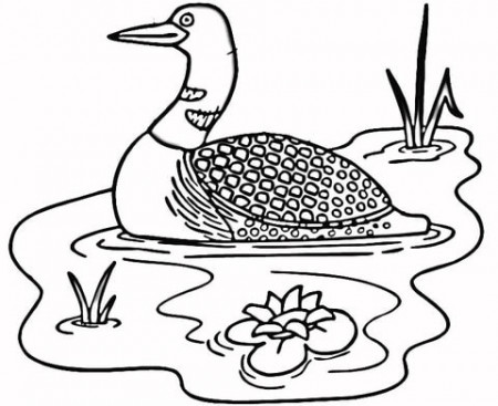 Loon in the Lake coloring page | Free Printable Coloring Pages