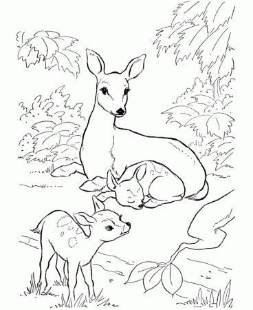 Deer Coloring Page | Wild Animal Doe and Fawn Coloring Pages and 