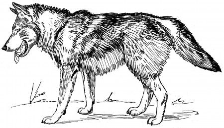 Printable Colouring Pages Of Wolves - High Quality Coloring Pages