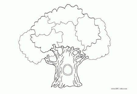 Evergreen Tree Coloring Page