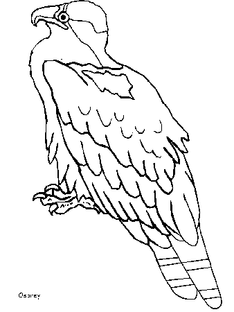 Birds 13 Animals Coloring Pages & Coloring Book