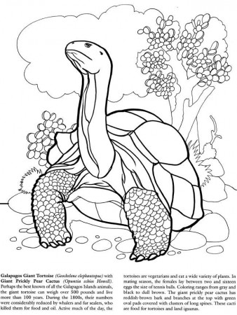 Galapagos Giant Tortoise | Coloring Pages & Books
