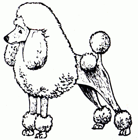 How To Draw A Cartoon Poodle - Cliparts.co