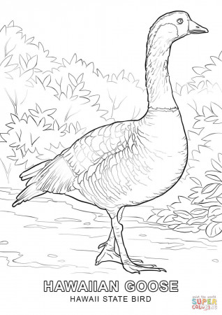 6 Pics of State Bird Coloring Pages - Nevada State Bird Coloring ...