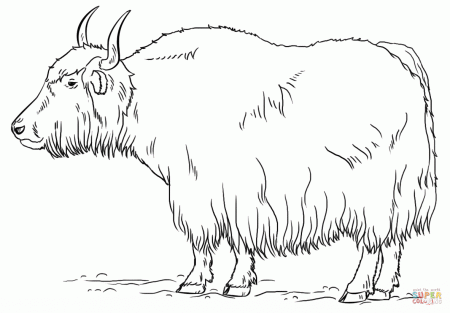 Yak coloring page | Free Printable Coloring Pages