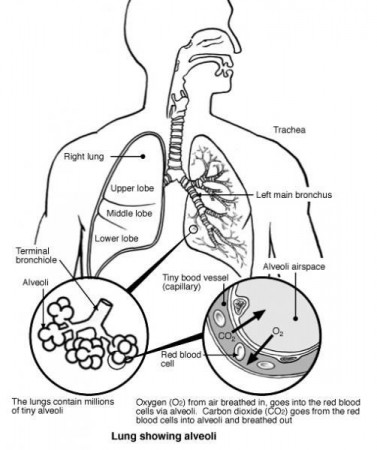 Respiratory system, Nasal cavity and Pictures of