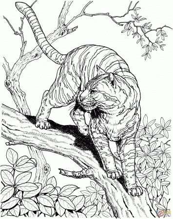 Baby Wild Animal Jungle Animal Coloring Pages Jungle Animal