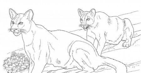 Free Coloring Pages Of Mountain Lions - High Quality Coloring Pages