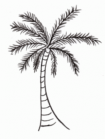 Palm Tree Drawing Steps Images & Pictures - Becuo