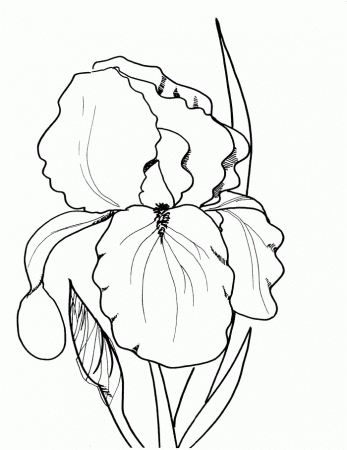 coloring pages spring flowers ~ Justin Bieber Picture 2011