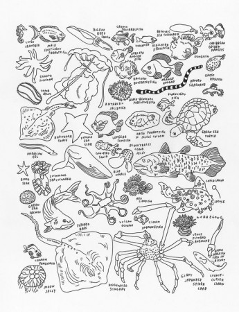 sea life coloring page | Natural History Museum