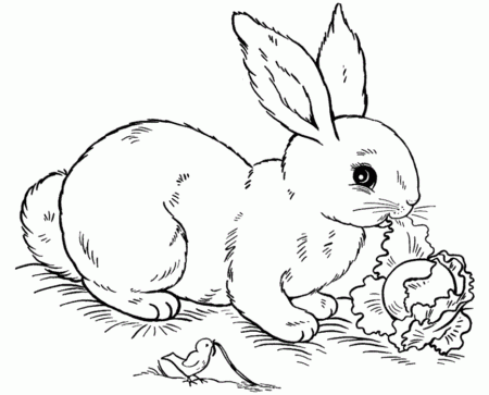 Animal Coloring Free Rabbit Coloring Pages Rabbit 18 : rabbit 