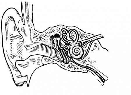 Ear Inside Biology Working Sheet Coloring page