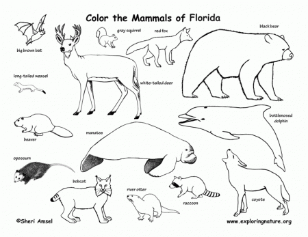 mammal s Colouring Pages