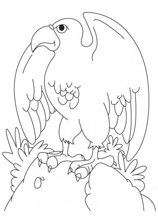 Flying Bald Eagle Coloring Pages