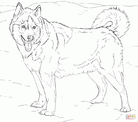 Alaskan Husky coloring page | Free Printable Coloring Pages