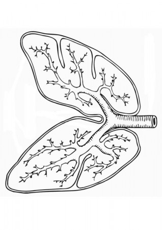 Coloring page respiratory system - img 13076.