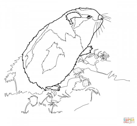 Arctic Lemming coloring page | Free Printable Coloring Pages