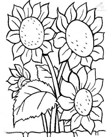 plant coloring pages : Coloring - Kids Coloring Pages