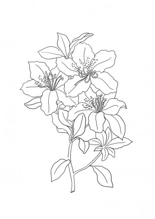 Lily Coloring Pages Water Pad Page Name Sheets ...